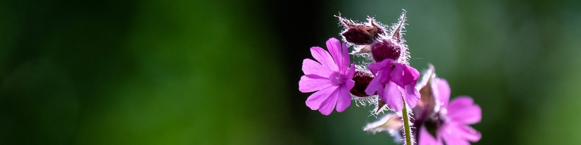 Anfangsinterventionen in Beratung und Coaching